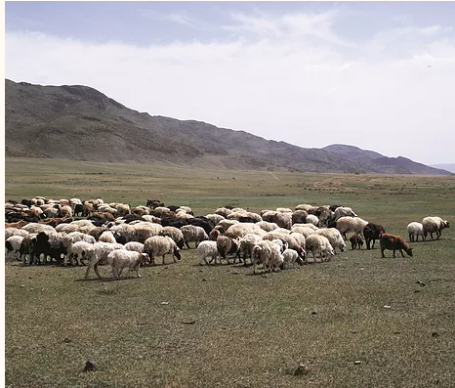 mongolische Schafe